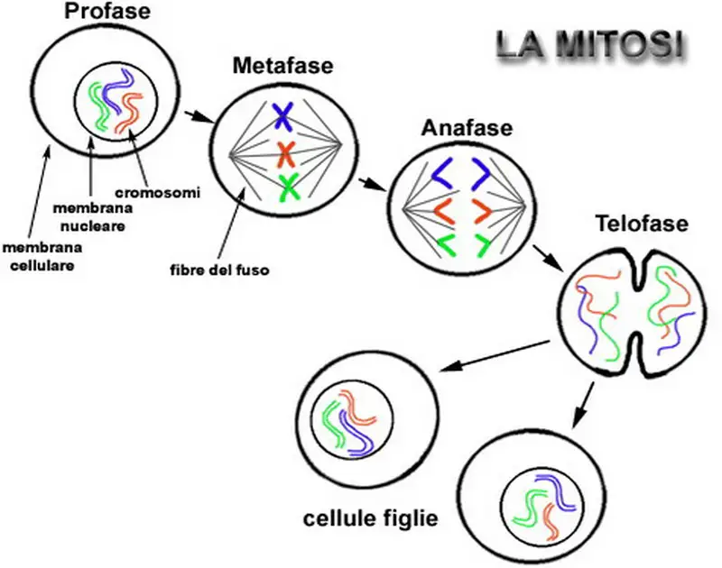 Mitosi: spiegazione delle quattro fasi | MEDICINA ONLINE