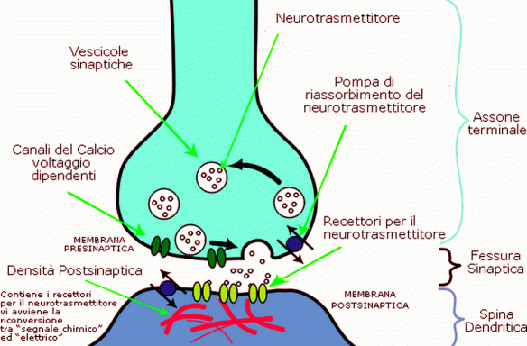 MEDICINA ONLINE Dott Emilio Alessio Loiacono Medico Chirurgo Roma SINAPSI CHIMICA ELETTRICA COSO SONO SERV Riabilitazione Nutrizionista Infrarossi Accompagno Commissioni Cavitazione Radiofrequenza Ecografia Pulsata Macchie Capillari Ano Pene