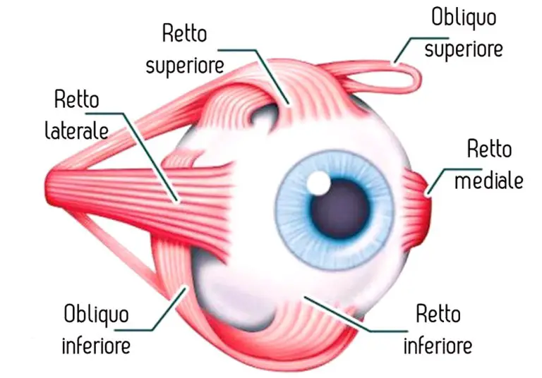 Esame della motilità oculare e disturbi dei movimenti coniugati in ...