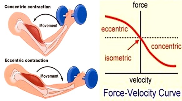 MEDICINA ONLINE PALESTRA DIFFERENZA CONCENTRAZIONE ECCENTRICA CONCENTRICA DIFFERENT ECCENTRIC CONTRACTION CONCENTRIC ESEMPI MUSCLE MUSCOLO.jpg
