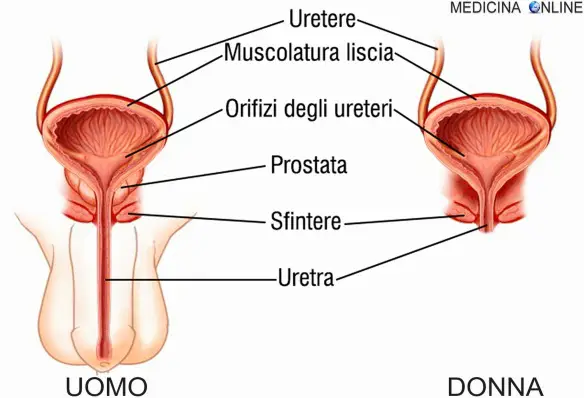 vescica ed uretra maschile e femminile