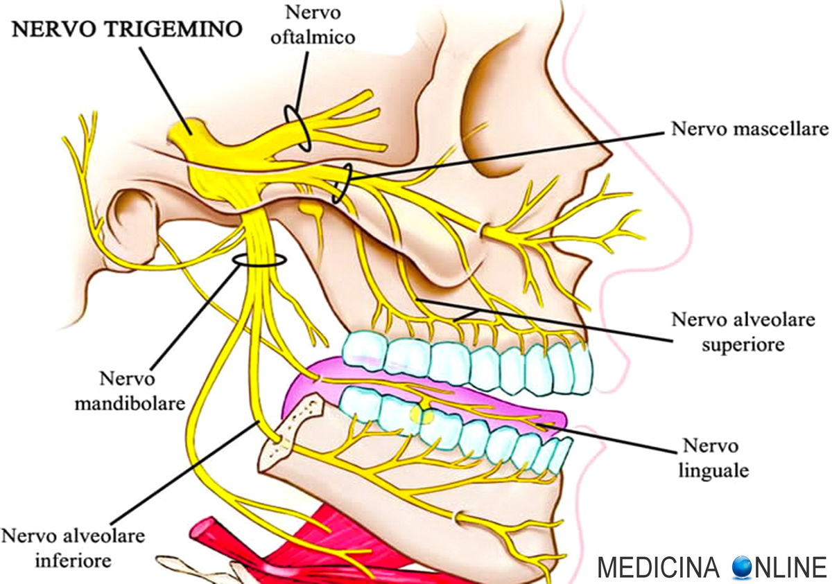 Лицевой нерв отдает в зубы. Анатомия 3 ветви тройничного нерва. Nervus trigeminus анатомия. Нижнечелюстной нерв анатомия. Нервус мандибулярис.