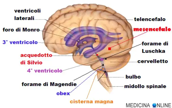 MEDICINA ONLINE CERVELLO BRAIN TELENCEFALO MEMORIA EMOZIONI CARATTERE ORMONI EPILESSIA STRESS RABBIA PAURA FOBIA  NERVO VENTRICOLI CEREBRALI ATTACCHI PANICO ANSIA IPPOCAMPO IPOCONDRIA PSICOLOGIA DEPRESSIONE DIENCEFALO.jpg