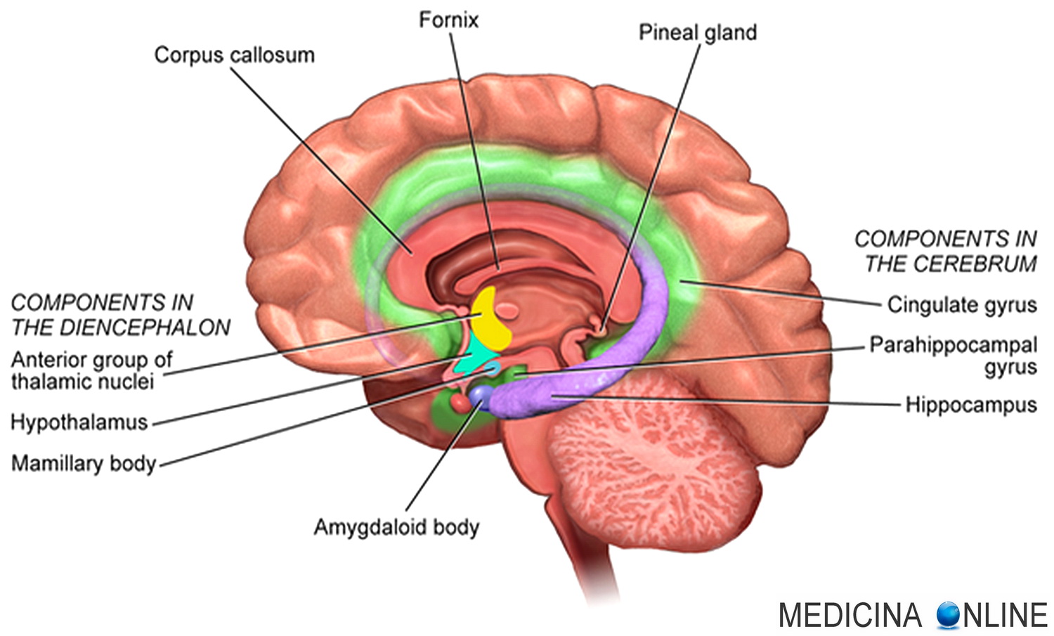 MEDICINA ONLINE CERVELLO BRAIN TELENCEFALO MEMORIA EMOZIONI CARATTERE ORMONI EPILESSIA STRESS RABBIA PAURA FOBIA SONNAMBULO ATTACCHI PANICO ANSIA VERTIGINE IPPOCAMPO IPOCONDRIA PSICOLOGI
