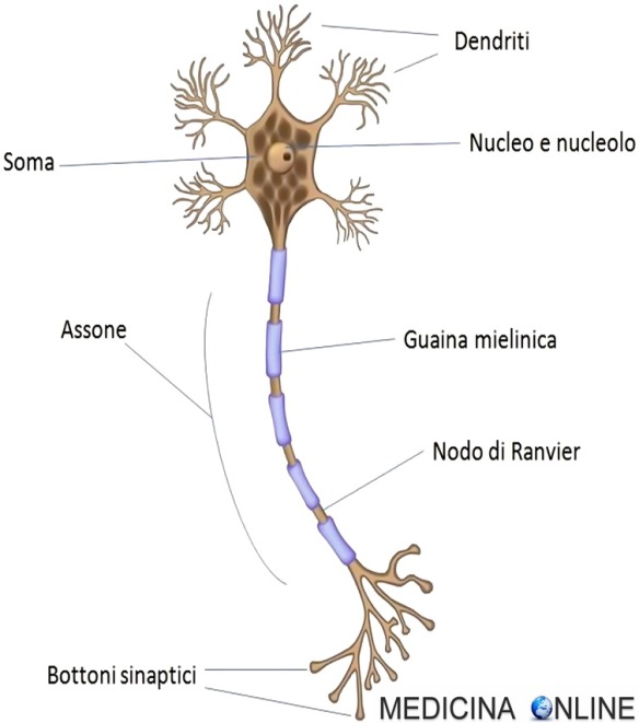 MEDICINA ONLINE CERVELLO INTELLIGENZA MEMORIA NEURONE SOMA DENDRITI ASSONE GUAINA MIELINA SINAPSI IMPULSO ELETTRICO ANATOMIA NODO RANVIER NUCLEO FISIOLOGIA