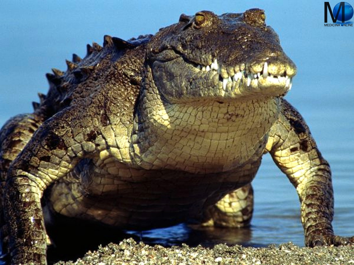 MEDICINA ONLINE DIFFERENZA COCCODRILLO ALLIGATORE CAIMANO GAVIALE MANDIBOLA CARATTERISTICHE NASO DENTI ANIMALE DIVERSITA COCRODILE WALLPAPER COCCODRILLO DEL NILO SFONDO HD