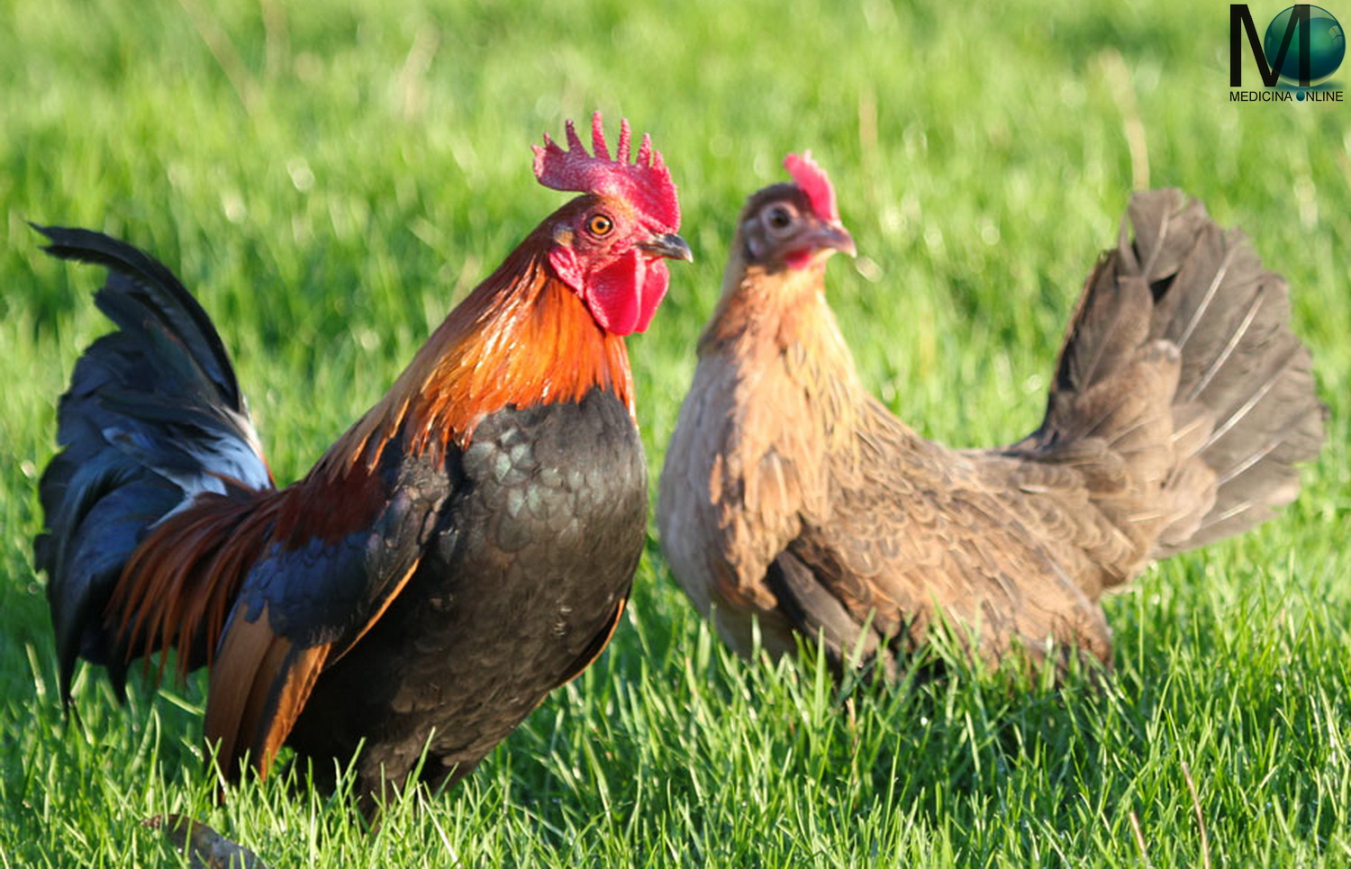 Differenza tra gallo, pollo, gallina, chioccia e cappone | MEDICINA ONLINE