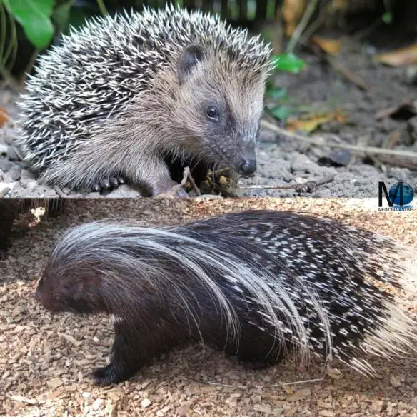 MEDICINA ONLINE DIFFERENZA RICCIO PORCOSPINO ANIMAL MANDIBOLA CARATTERISTICHE NASO DENTI ANIMALE DIVERSITA SFONDO HD.jpg