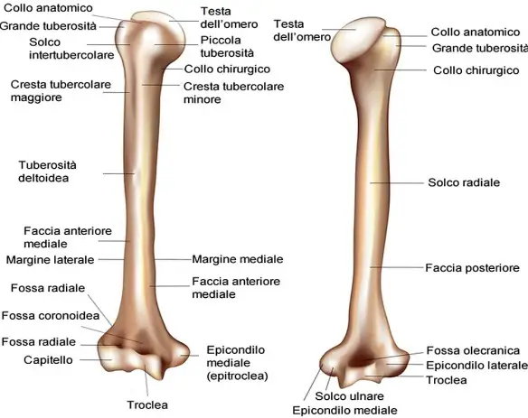 MEDICINA ONLINE Dott Emilio Alessio Loiacono Medico Chirurgo Roma OMERO OSSO ANATOMIA FUNZIONI SINTESI Riabilitazione Nutrizionista Infrarossi Accompagno Commissioni Cavitazione Radiofre