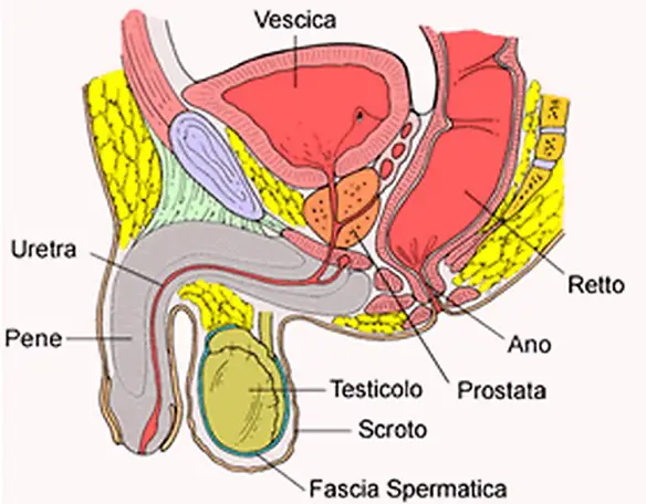 MEDICINA ONLINE Dott Emilio Alessio Loiacono Medico Chirurgo Roma PROSTATA ANATOMIA POSIZIONE FUNZIONI SIN Riabilitazione Nutrizionista Infrarossi Accompagno Commissioni Cavitazione Radiofrequenza Ecografia Pulsata Macchie Capillari Ano Pene