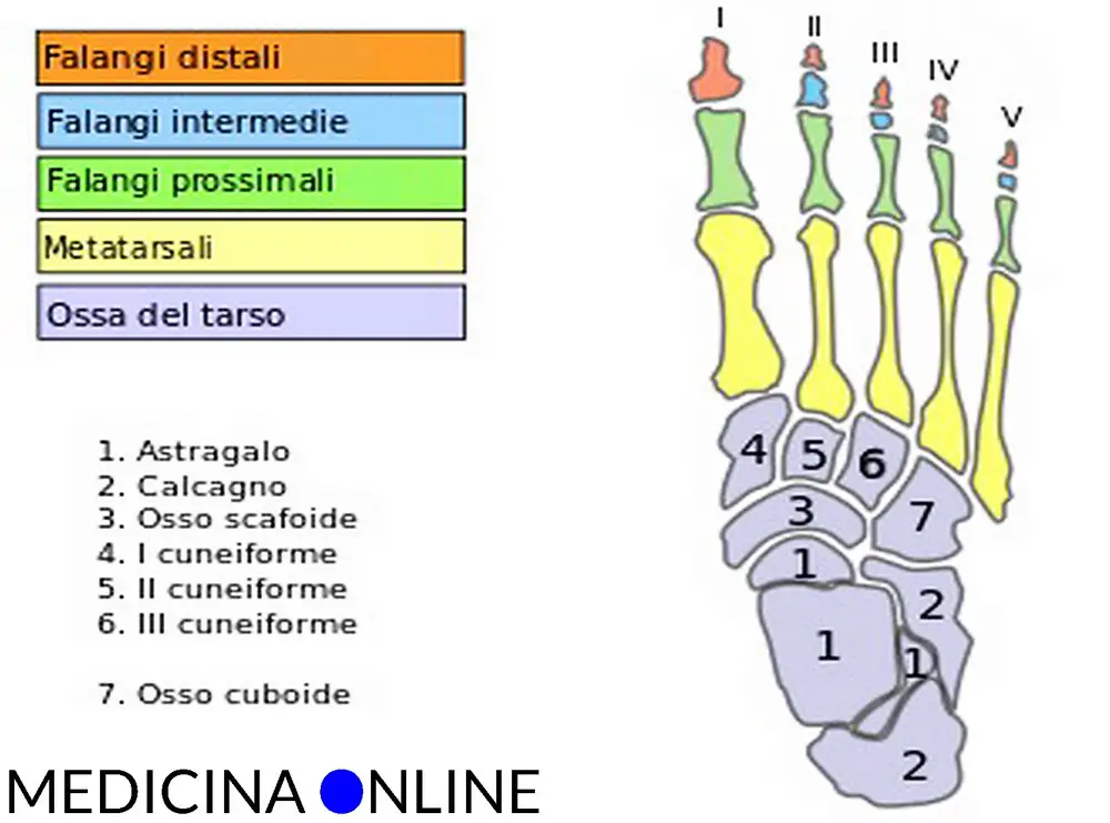 Lo Formano 5 Ossa Del Piede Anatomia, fisiologia, fisiopatologia, semeiotica | MEDICINA ONLINE