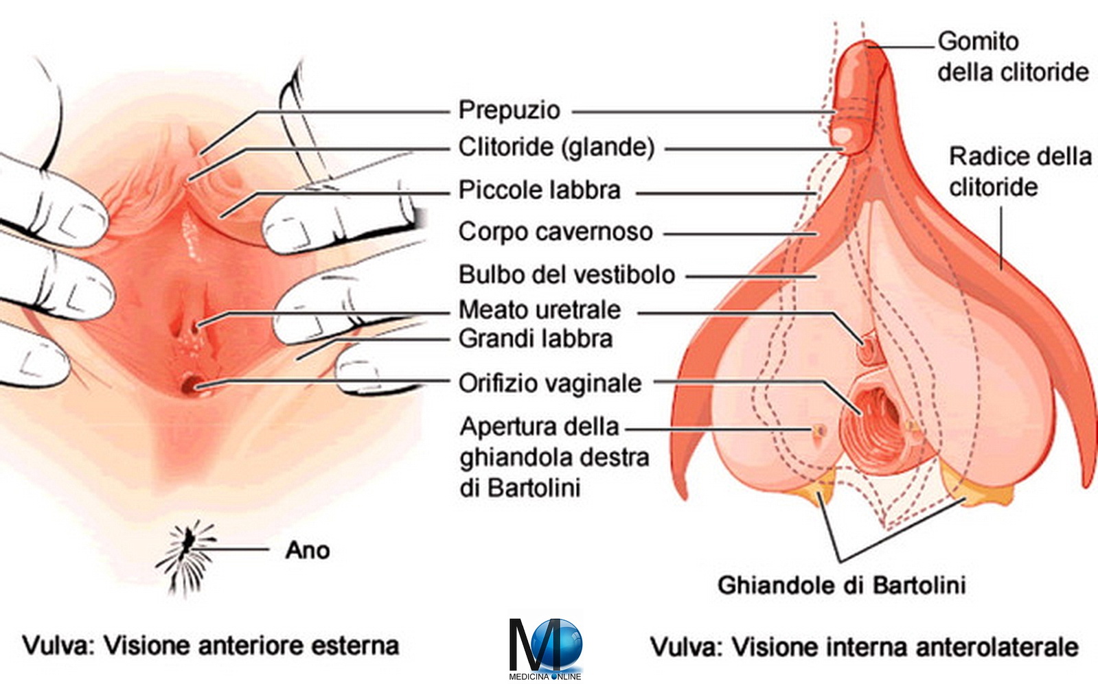 Quanto è lungo il clitoride più grande del mondo? | MEDICINA ONLINE