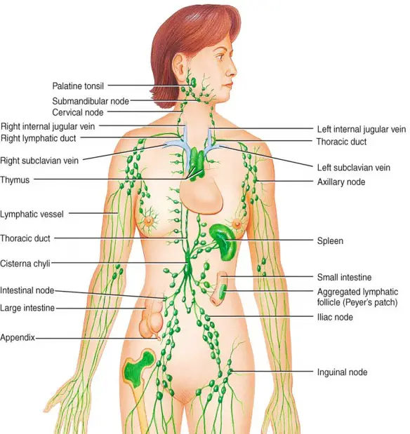 MEDICINA ONLINE LABORATORIO LYMPH NODE SYSTEM HUMAN CORPO UMANO SISTEMA LINFATICO LINFONODO LINFA CIRCOLAZIONE BLOOD TEST EXAM ESAME DEL SANGUE FECI URINE GLICEMIA ANALISI VALORI ERITROCITI ANEMIA TUMORE CANCRO