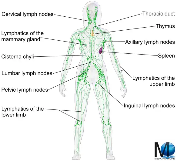 MEDICINA ONLINE LABORATORIO LYMPH NODE SYSTEM HUMAN CORPO UMANO SISTEMA LINFATICO LINFONODO LINFA CIRCOLAZIONE BLOOD TEST EXAM ESAME DEL SANGUE FECI URINE GLICEMIA ANALISI VALORI ERITROCITI ANEMIA TUMORE CANCRO.jpg