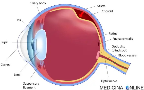 MEDICINA ONLINE OCCHIO ANATOMIA FOVEA RETINA NERVO OTTICO SCLERA COROIDE PUPILLA UMOR ACQUEO VITREO CRISTALLINO CORNEA CILIARE CATARATTA ATROFIA GLAUCOMA DISTACCO TRAUMA CECITA PUNTO CIECO PAPILLA IRIDE ESAME.jpg