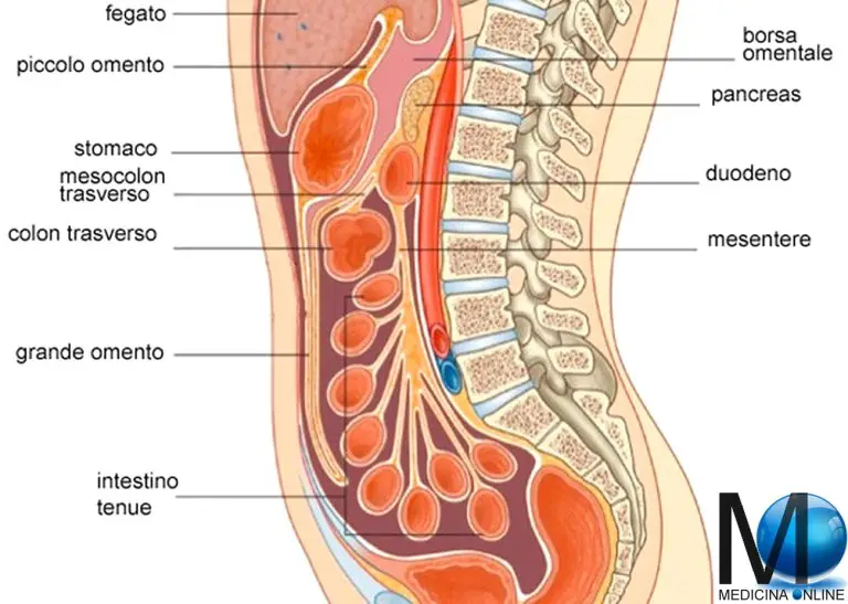 Differenza tra grande e piccolo omento MEDICINA ONLINE
