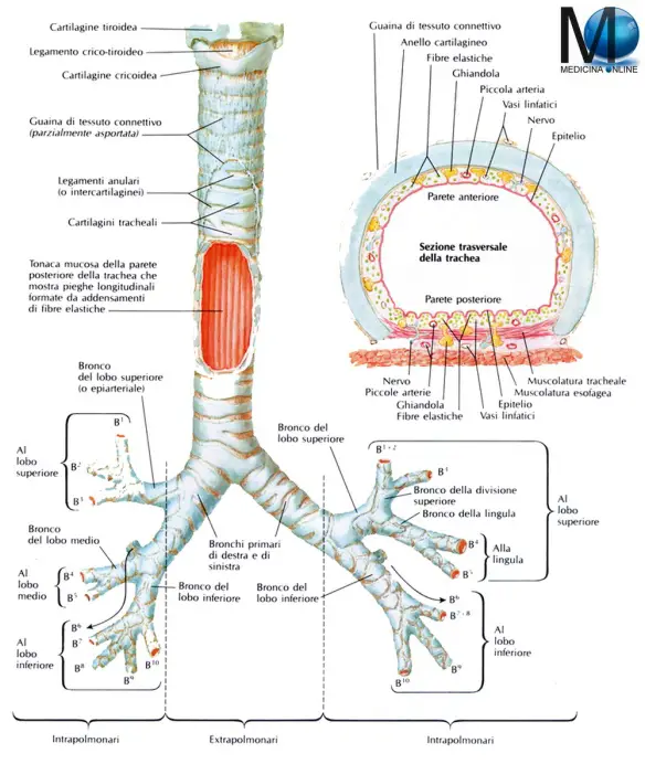 MEDICINA ONLINE POLMONI LUNGS APPARATO RESPIRATORIO SISTEMA DIFFERENZA TRACHEA VIE AEREE SUPERIORI INFERIORI TRACHEA BRONCHI BRONCHILI TERMINALI ALVEOLI POLMONARI RAMIFICAZIONI LOBI ANATOMIA FUNZIONI