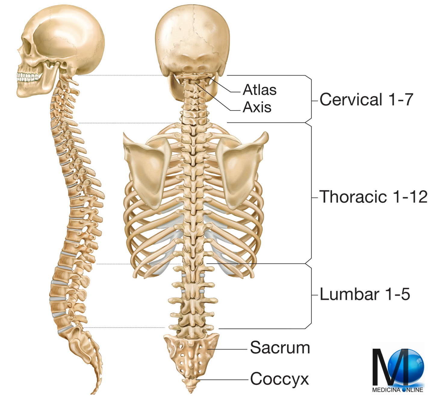 Vertebrogram Tumori vertebro-midollari: tipi, sintomi, diagnosi, terapia, chirurgia ...