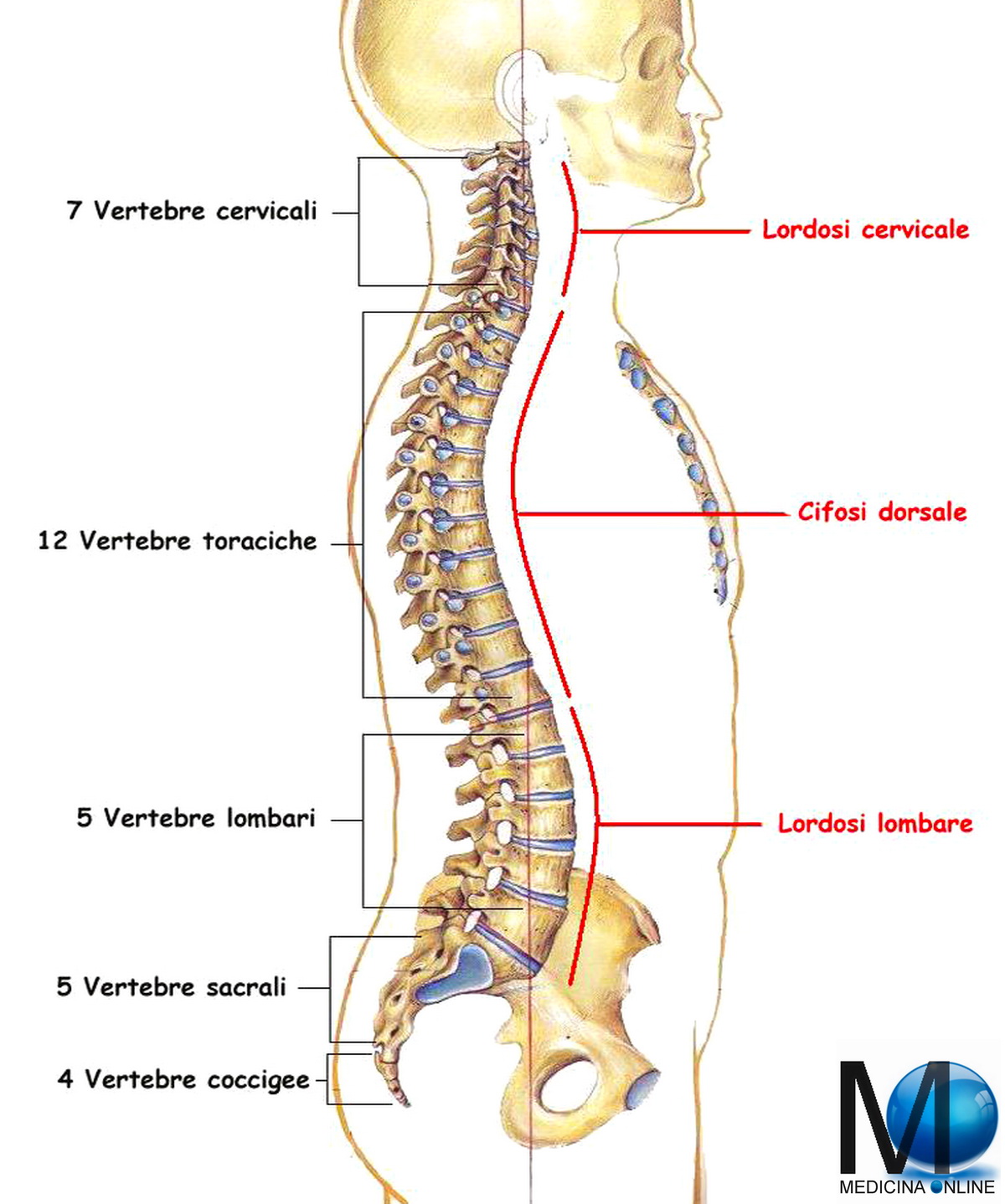 MEDICINA ONLINE SCHIENA COLONNA VERTEBRALE VERTEBRA COLONNA SPINALE SPINA DORSALE MIDOLLO DORSO TORACE COCCIGE OSSO SACRO NUMERO CIFOSI LORSOI STORTA FISIATRIA FISIOTERAPIA DOLORE L5 S1 ERNIA DISCO