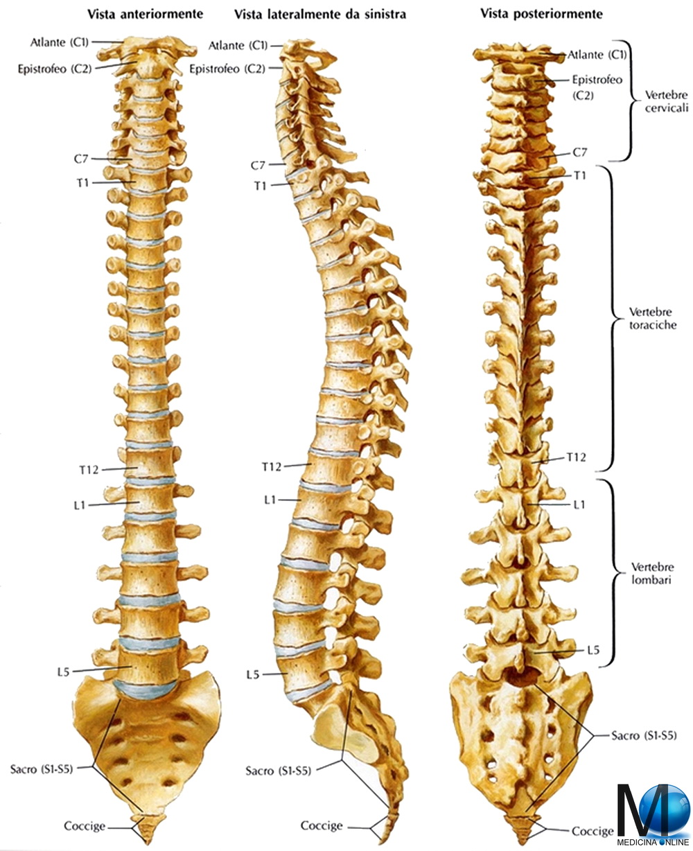 Come identificare le vertebre umane? - Quora