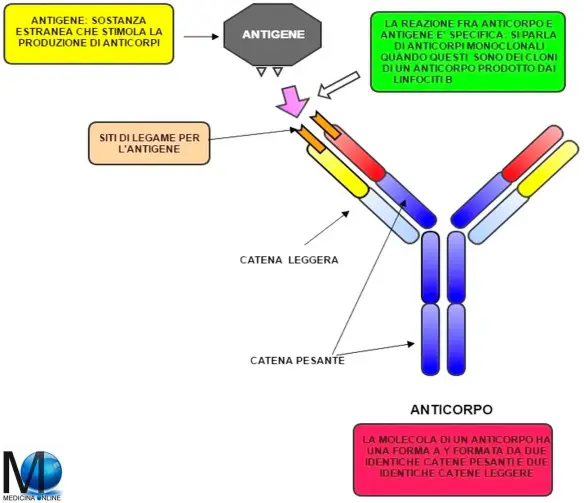 MEDICINA ONLINE SISTEMA IMMUNITARIO IMMUNITA INNATA ASPECIFICA SPECIFICA ADATTATIVA PRIMARIA SECONDARIA SANGUE ANALISI LABORATORIO ANTICORPO AUTO ANTIGENE EPITOPO CARRIER APTENE LINFOCI