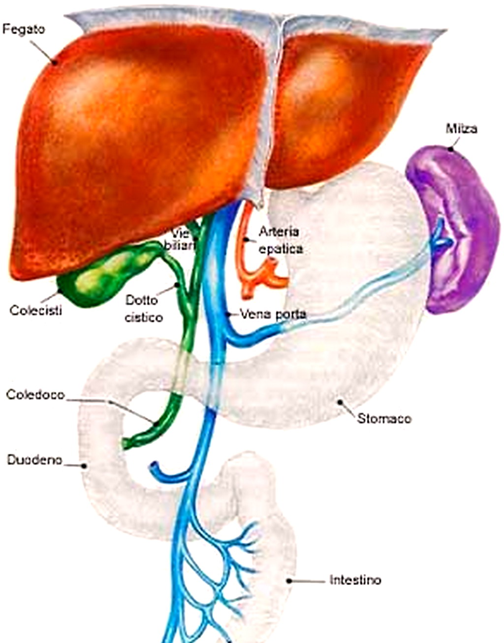 Vena porta e sistema portale: anatomia e funzioni della circolazione  epatica | MEDICINA ONLINE, image size:1024x1308