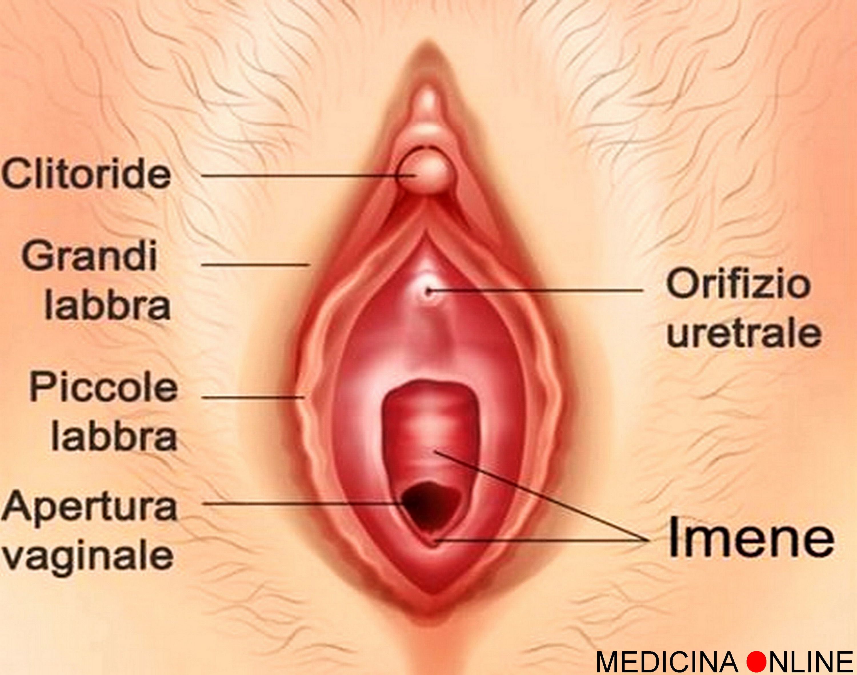 Erezione prolungata del clitoride: il priapismo femminile | MEDICINA ONLINE