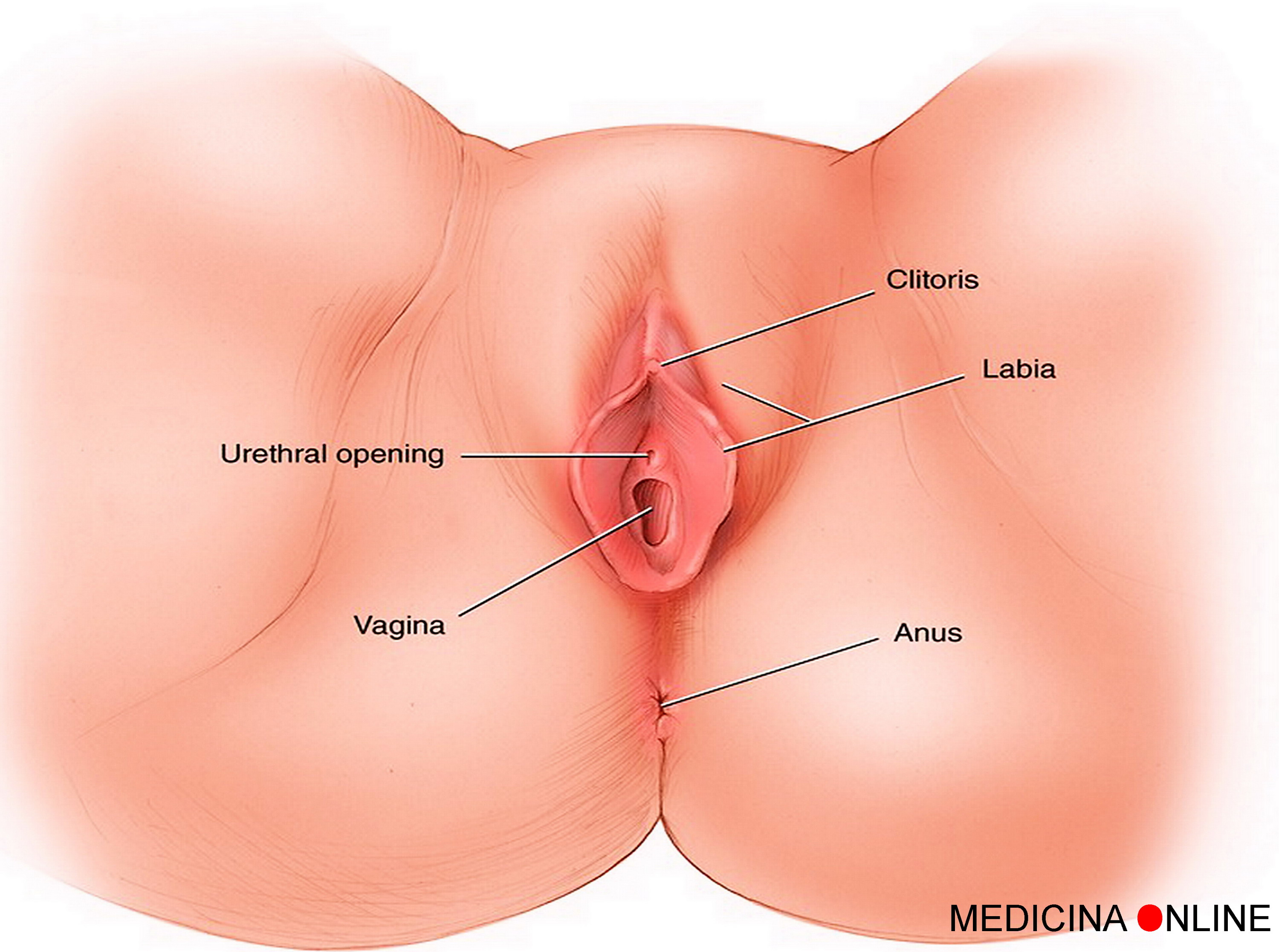 MEDICINA ONLINE VULVA LABBRA GRANDI PICCOLE LABIA MINORA MAJOR VAGINA SEX SESSO DONNA APPARATO SESSUALE FEMMINILE CLITORIDE MEATRO URETRALE OPENING IMENE VERGINITA WALLPAPER PICS PICTURE