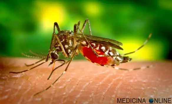 MEDICINA ONLINE ZANZARA TIGRE MOSQUITO MOSKITO MOSCA INSETTO MOSCA PUNTURA MORSO PRURITO PELLE PUNGE FASTIDIO ESTATE ATTRAE WALLPAPER PICS PICTURE PHOTO.jpg