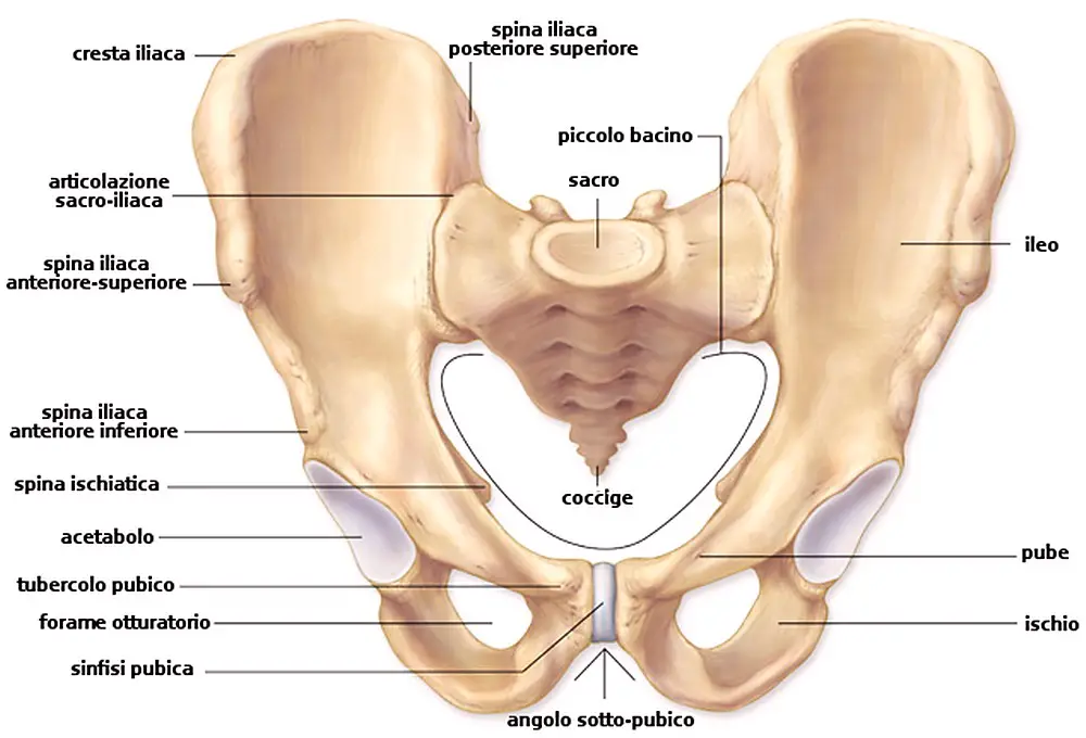 DIFFERENZA PUBE OSSO ILIACO INGUINE PUBALGIA ANATOMIA FUNZIONI