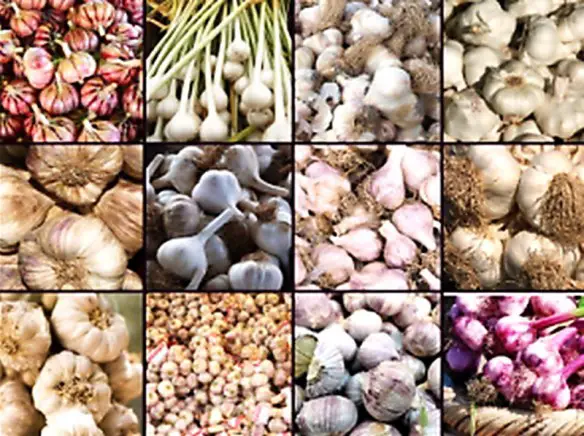 MEDICINA ONLINE DIFFERENZA AGLIO ROSSO ROSA BIANCO COLORE TAVOLA DIETA TIPO.jpg