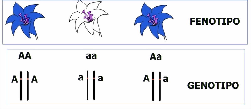 MEDICINA ONLINE DIFFERENZA ALLELE DOMINANTE RECESSIVO GENOTIPO FENOTIPO