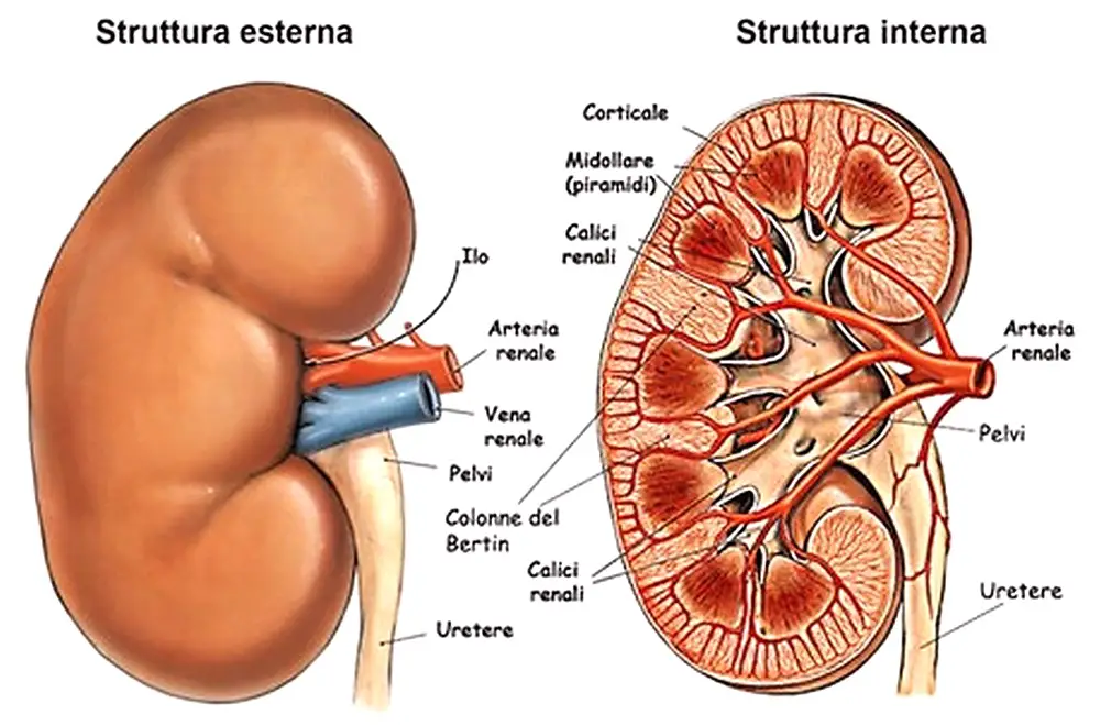 MEDICINA ONLINE RENE RENI ANATOMIA FUNZIONI PATOLOGIE SINTESI SANGUE FILTRO