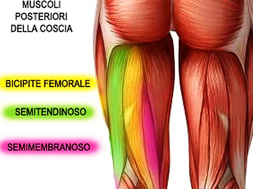 MEDICINA ONLINE TENDINE MUSCOLO SEMITENDINOSO ANATOMIA FUNZIONI USO CHIRURGIA ORTOPEDIA CROCIATO LESIONE