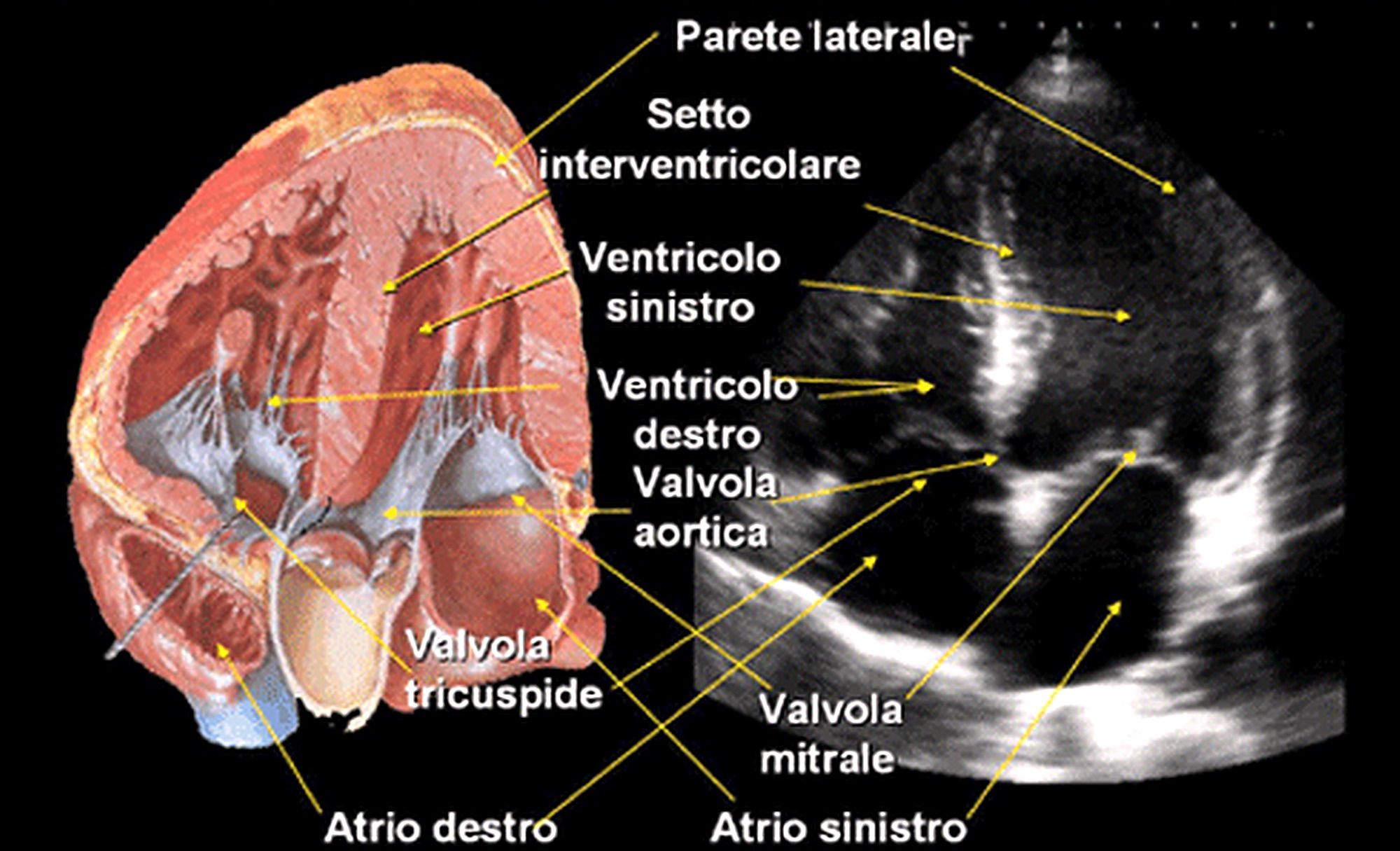 ecocolordoppler-cardiaco-ecocardio-funzioni-preparazione