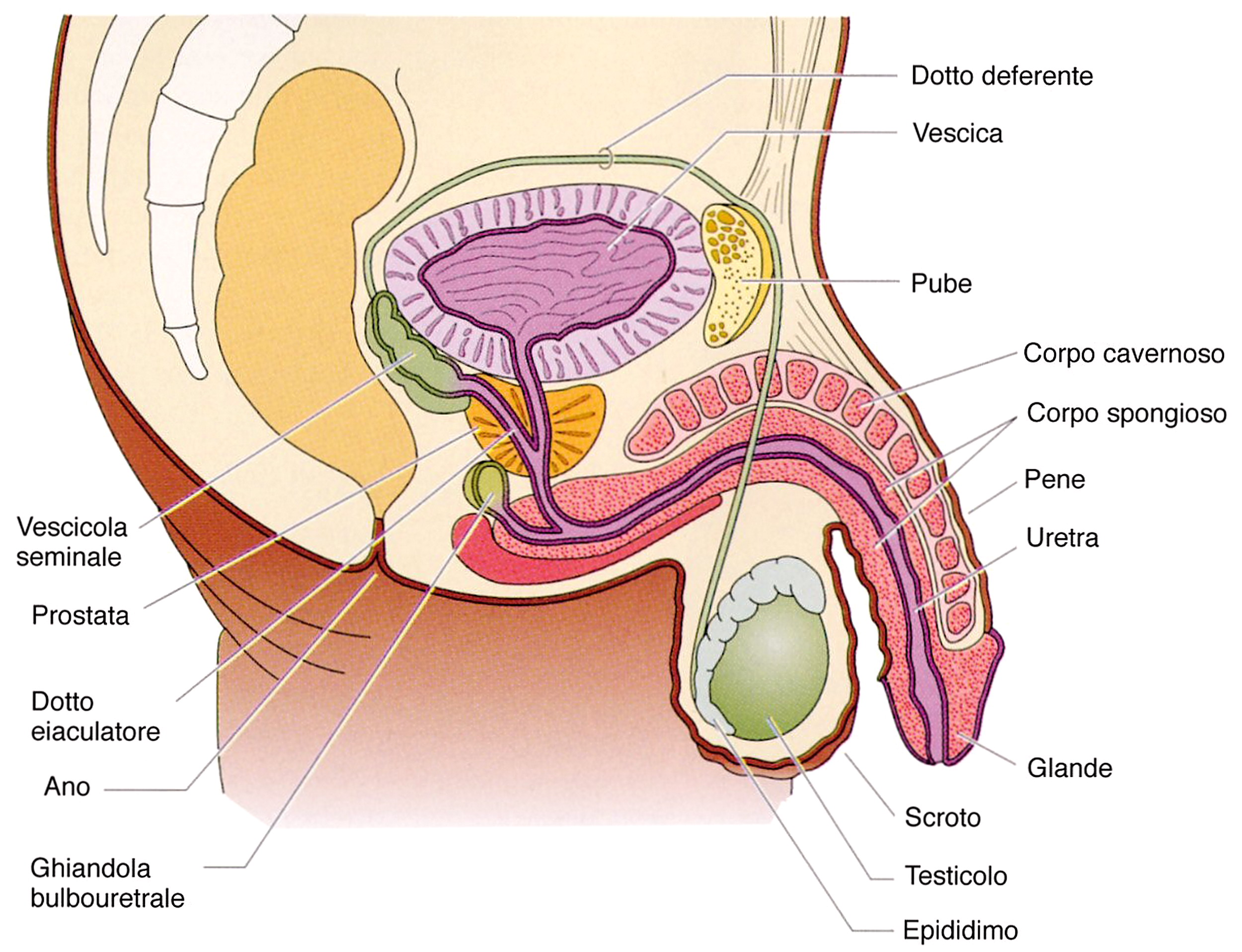 Differenza tra sperma, liquido seminale, plasma seminale e spermatozoi |  MEDICINA ONLINE