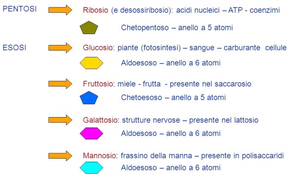 MEDICINA ONLINE ZUCCHERI PENTOSI ESOSI CARBOIDRATI ZUCCHERI MONOSACCARIDI POLI MONO OLIGO GLUCIDI EGG PASTO FRITTA OLIO SAUSAGE DIET LIGHT DINNER DIETA DIMAGRIRE CALORIE MANGIARE INGRASSARE DIMAGRIRE WALLPAPER PIC PHOTO.jpg