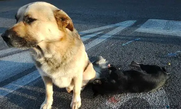 MEDICINA ONLINE CANE TUSCOLANA VEGLIA SU AMICO MORTO STRADA ROMA ANIMALE STORIA.jpg