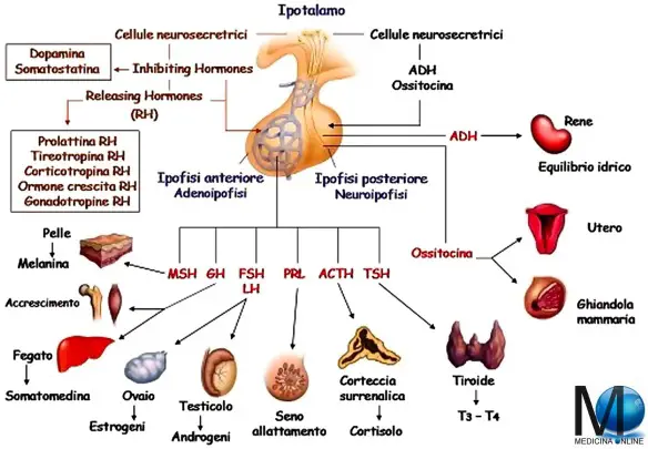 MEDICINA ONLINE IPOTALAMO IPOFISI ADENOIPOFISI NEUROIPOFISI ORMONI STIMOLANTE RH HORMONE ANATOMIA FUNZIONI FISIOLOGIA SCHEMI ASSE IPOTALAMO-IPOFISARIO CERVELLO ENDOCRINOLOGIA CERVELLO GHIANDOLE METABOLISMO TSH TRH TIROIDE