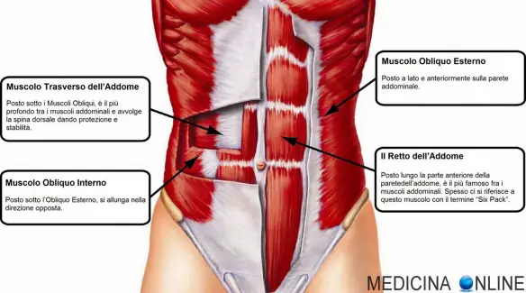 MEDICINA ONLINE ADDOMINALI MUSCOLI OBLIQUO INTERNO ESTERNO ALLENARE PANCIA SISTEMA APPARATO MUSCOLARE MUSCOLI OSTEOSCHELETRICO PETTORALE DELTOIDE DORSALI TORACE ADDOME RETTO FEMORALE BICIPITE TRICIPITE TRAPEZIO GEMELLO
