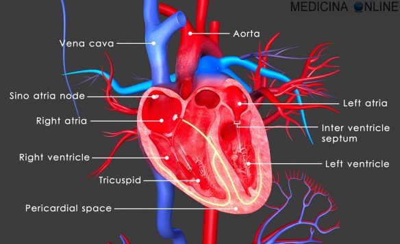 MEDICINA ONLINE ELETTROCARDIOGRAMMA ECG ESAME ONDE ONDA P T U COMPLESSO QRS TRATTO INTERVALLO RR INTERPRETAZIONE SIGNIFICATO CUORE IMPULSO ELETTRICO NODO SENO ATRIALE SETTO ATRIO VENTRICOLO TORACE AORTA VENA ARTERIA.jpg