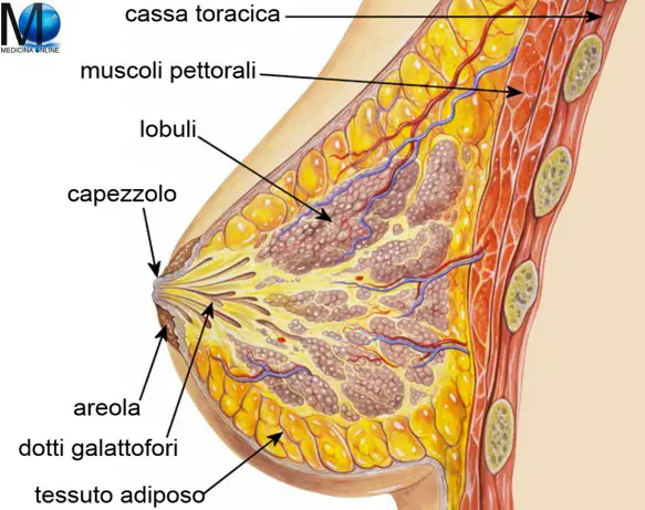 MEDICINA ONLINE MAMMELLA SENO PETTO DONNA UMANO FEMMINA FEMMINILE MASCHILE CAPEZZOLO AREOLA MUSCOLI PETTORALI CASSA TORACICA DOTTI GALATTOFORI INTROFLESSO PAGET TESSUTO ADIPOSO ECOGRAFIA MAMMOGRAFIA