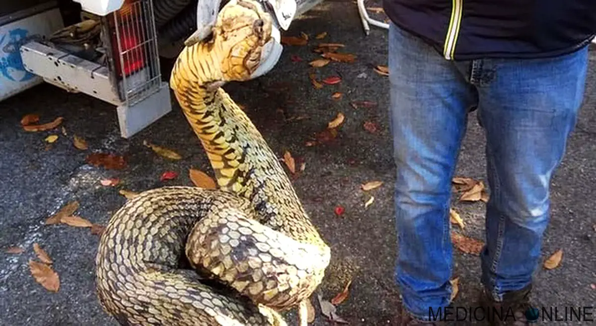 MEDICINA ONLINE ROMA ARICCIA PROVINCIA TROVATO SERPENTE BISCIA RIFIUTI IMMONDIZIA MORTO ANIMALE.jpg
