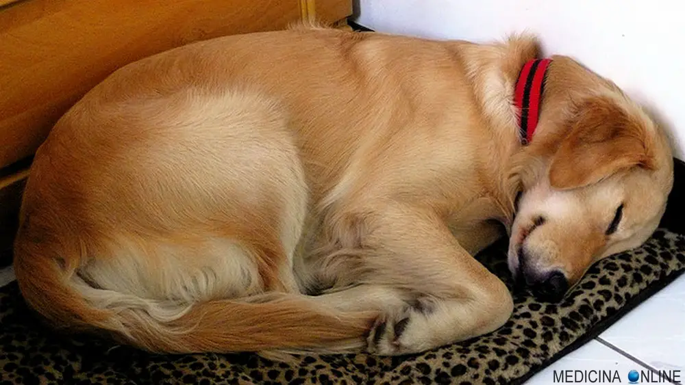 MEDICINA ONLINE SLEEPING DOG CANE CANI DORMIRE INSONNIA STUDIO SICUREZZA CAMERA DA LETTO TAPPETO ANIMALI CAGNOLINO CUTE ANIMALS WALLPAPER.jpg