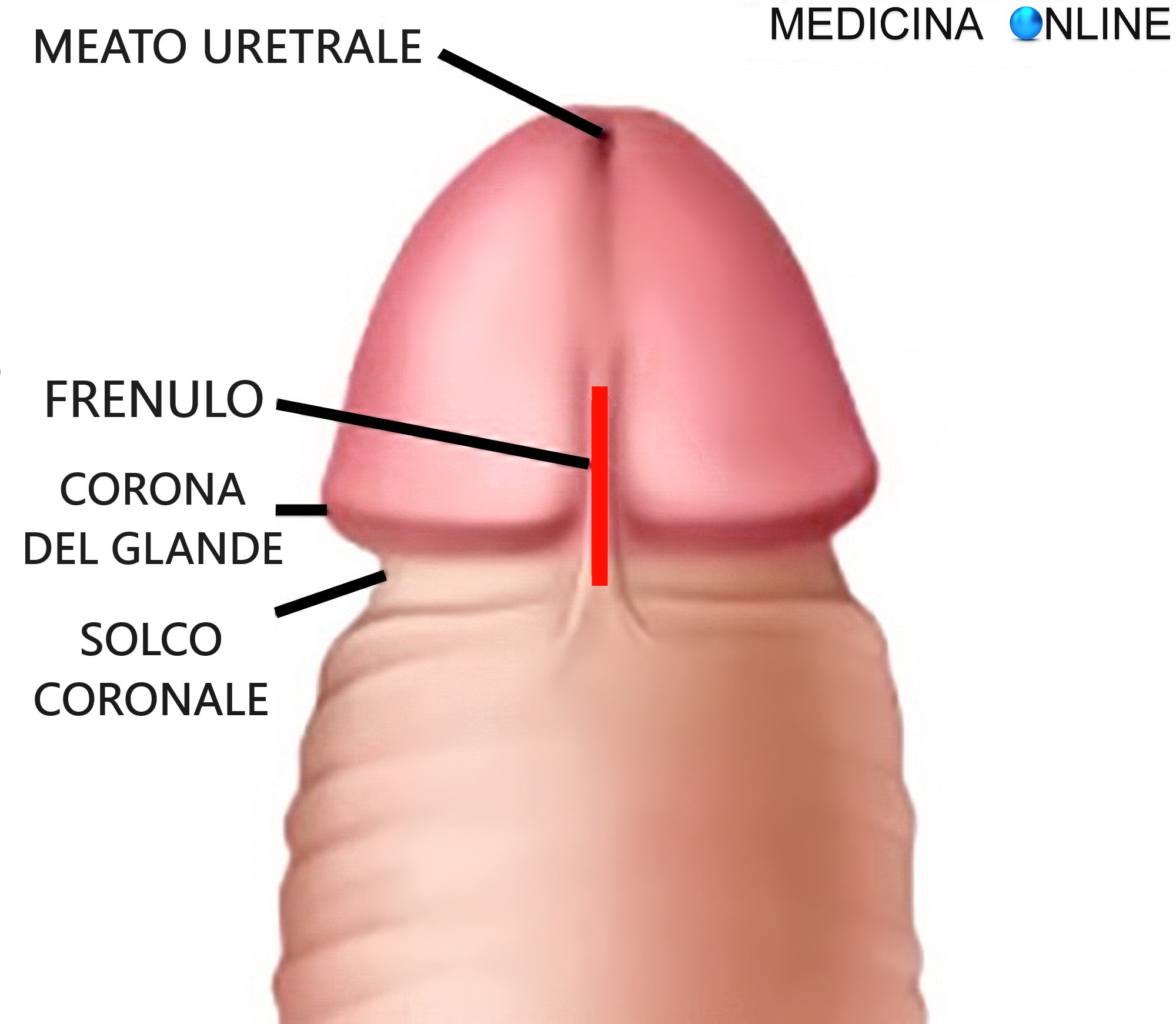 Come si fa a capire se un ragazzo è vergine o no? E come si comporta? |  MEDICINA ONLINE