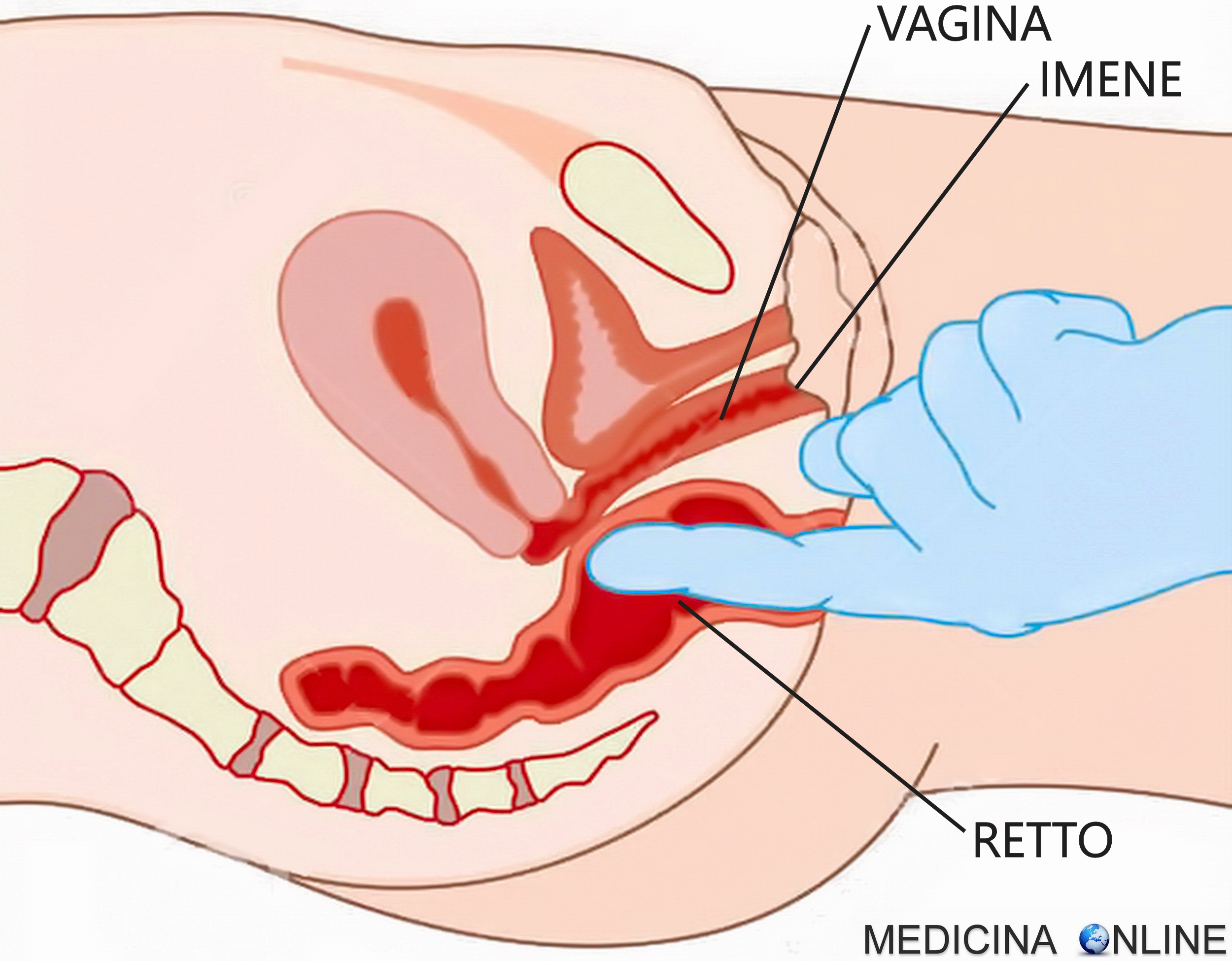 Una ragazza vergine può fare la visita ginecologica? | MEDICINA ONLINE