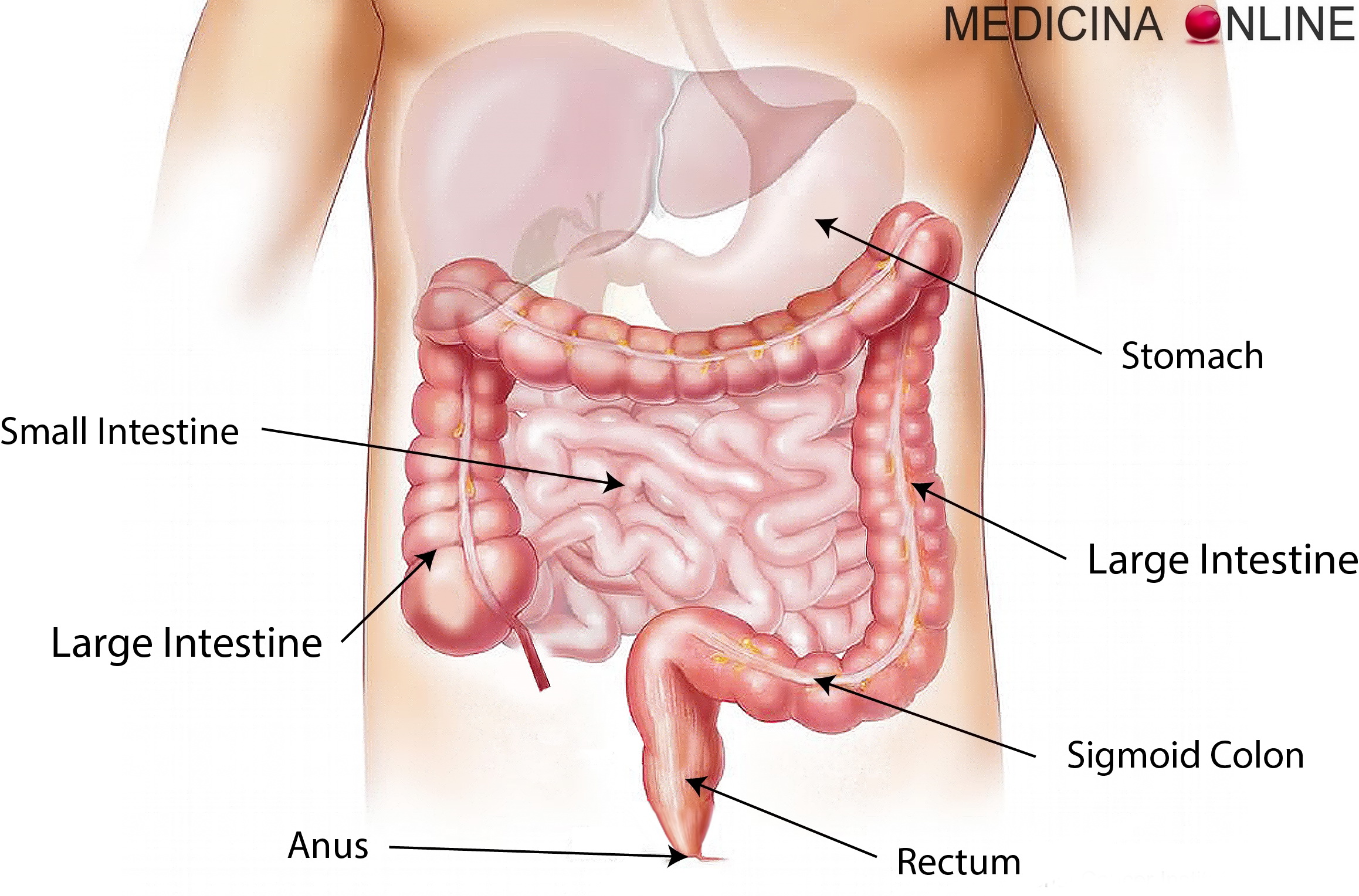 Lavaggio intestinale (idrocolonterapia) medico e casalingo: tecniche e  benefici | MEDICINA ONLINE