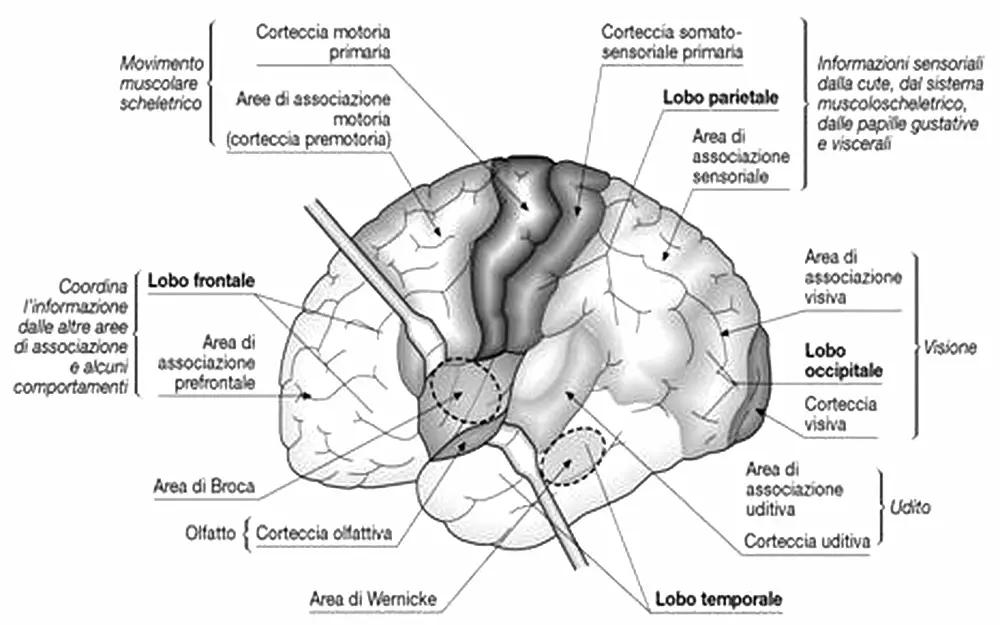 MEDICINA ONLINE CERVELLO CORTECCIA VISIVA UDITIVA LOBO LOBI FRONTALE PRO FRONTALE PARIETALE OCCIPITALE TEMPORALE ENCEFALO SISTEMA NERVOSO ANATOMIA PRIMARIA SECONDARIA