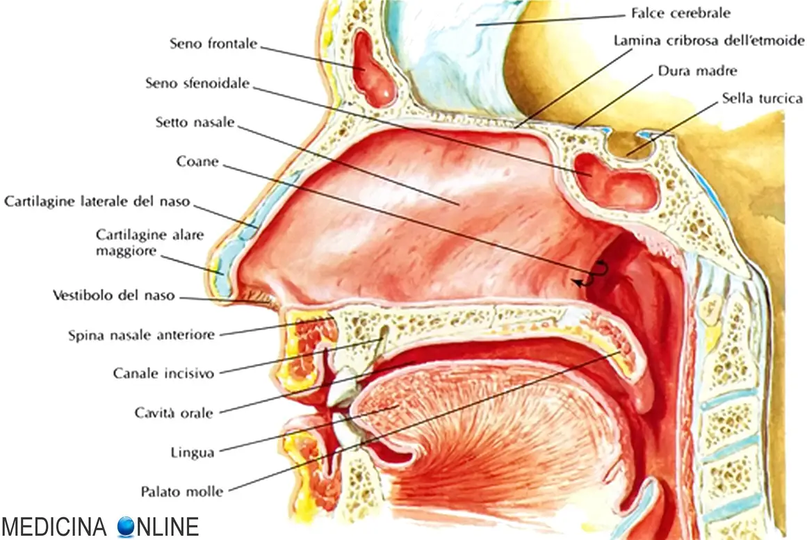 Cattivo odore dal naso e muco maleodorante: cacosmia e ozena nasale |  MEDICINA ONLINE