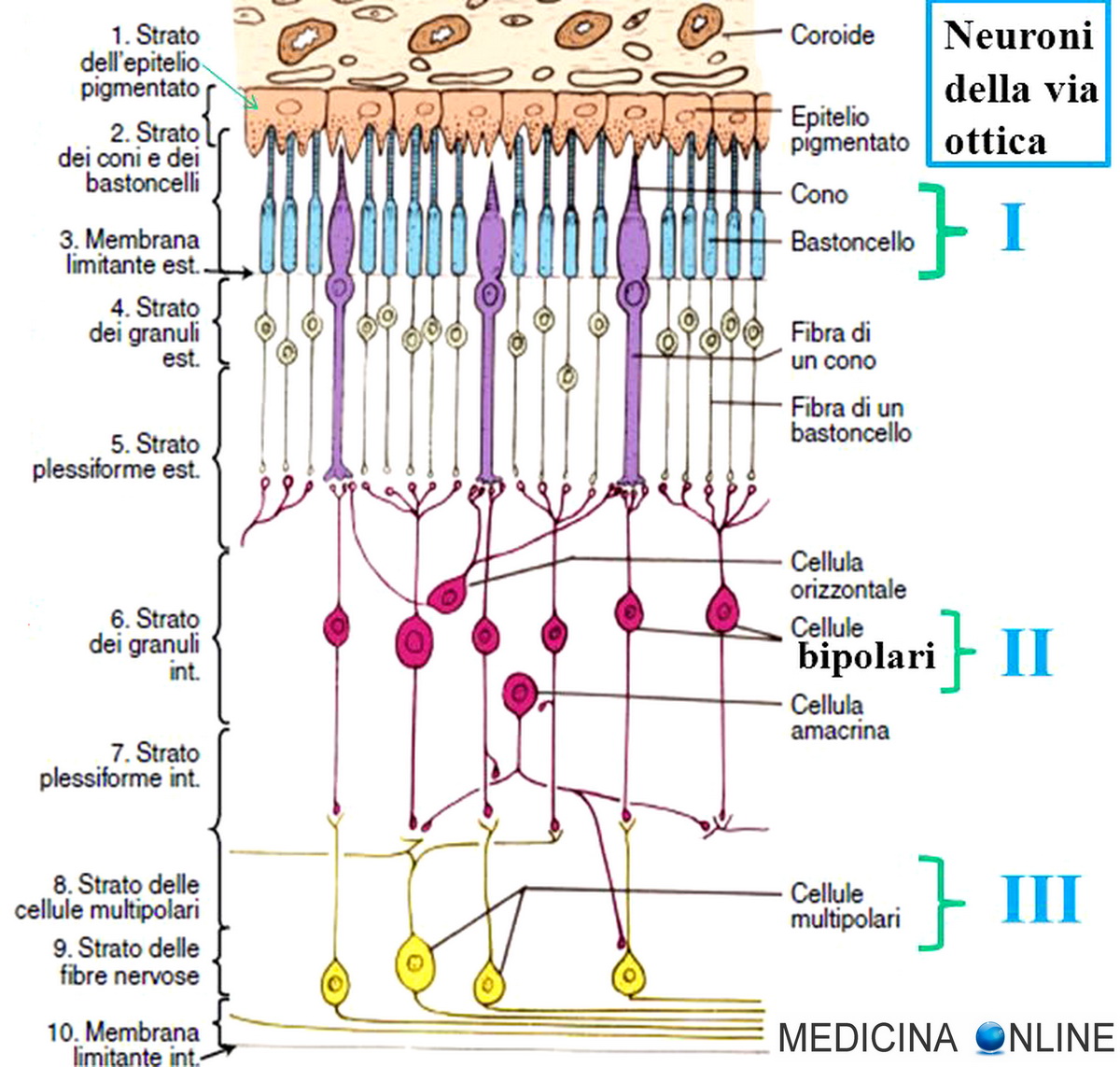 Retina Dellocchio Anatomia Strati Funzioni E Patologie In Sintesi